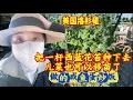 Lagu 把一杆西蓝花苔种下去，儿菜也可以移苗了，做的咸鱼蛋炒饭，好吃啊，留了一碗明天吃 - 【lisavlog 游子记】2025 12 14