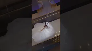 الزفة الحصرية 2023 زفة بنت العز 