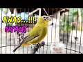 Download Lagu Awas Nyaut...!!!! Pleci Ngalas Manggil Pleci Lain