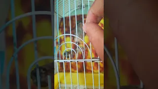 طائر العندليب 