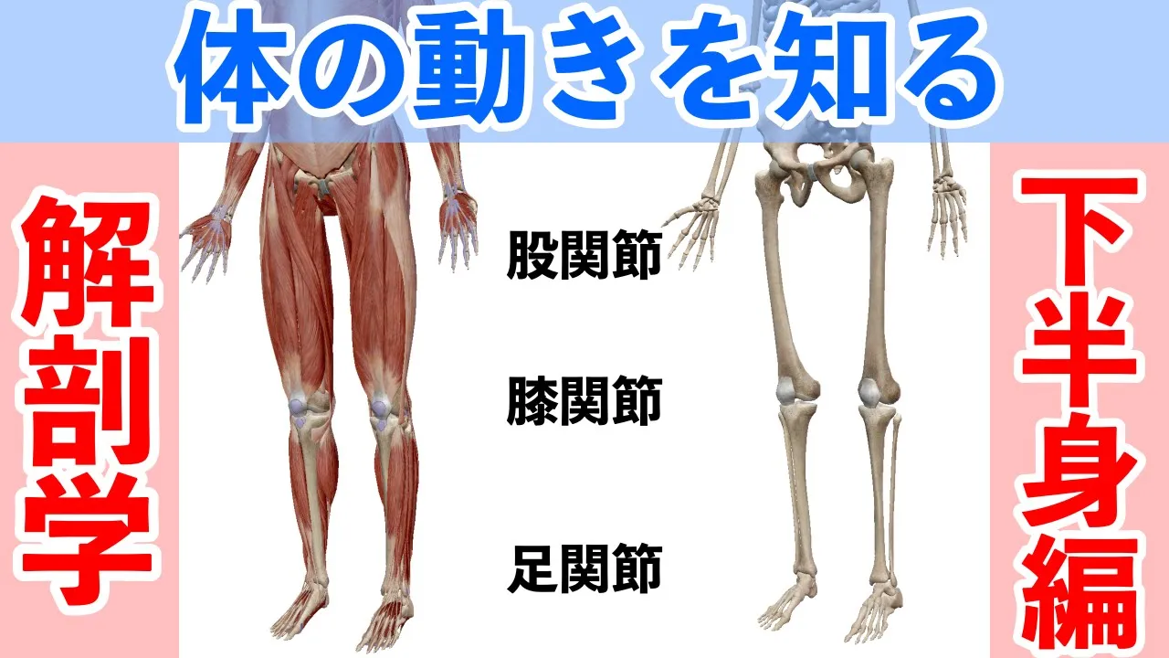【解剖学】筋トレを深く理解するために知っておくべき関節の動き【下半身編】