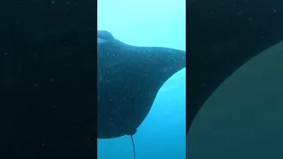 WAIT FOR IT… Look Behind You!