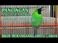 Lagu Pancingan Handal Cucak Ijo Gacor! Jitu Dalam Membuat Ijo Lain Cepat Naik Emosi Langsung Jamtro Emosi