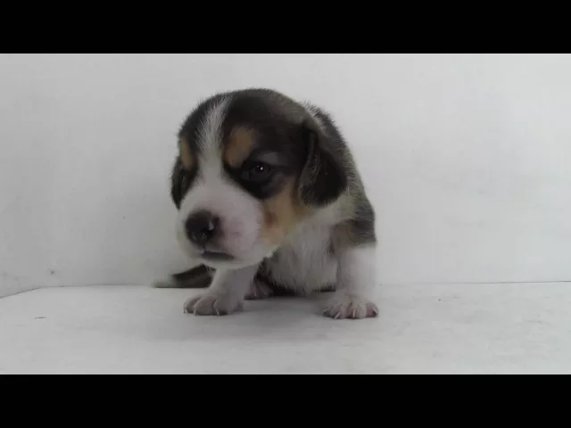 動画