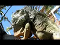 Iguana Head Bobbing Communication Territorial Display