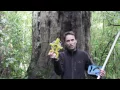 How to Measure Tree Height using a Clinometer