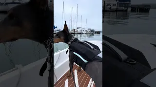 Salty dog V .. #fyp #pets #doberman #dream #creatorsearchinsights