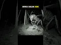 Download Lagu HEWAN YANG TERLIHAT SERAM KETIKA MALAM HARI #gudangit #shorts