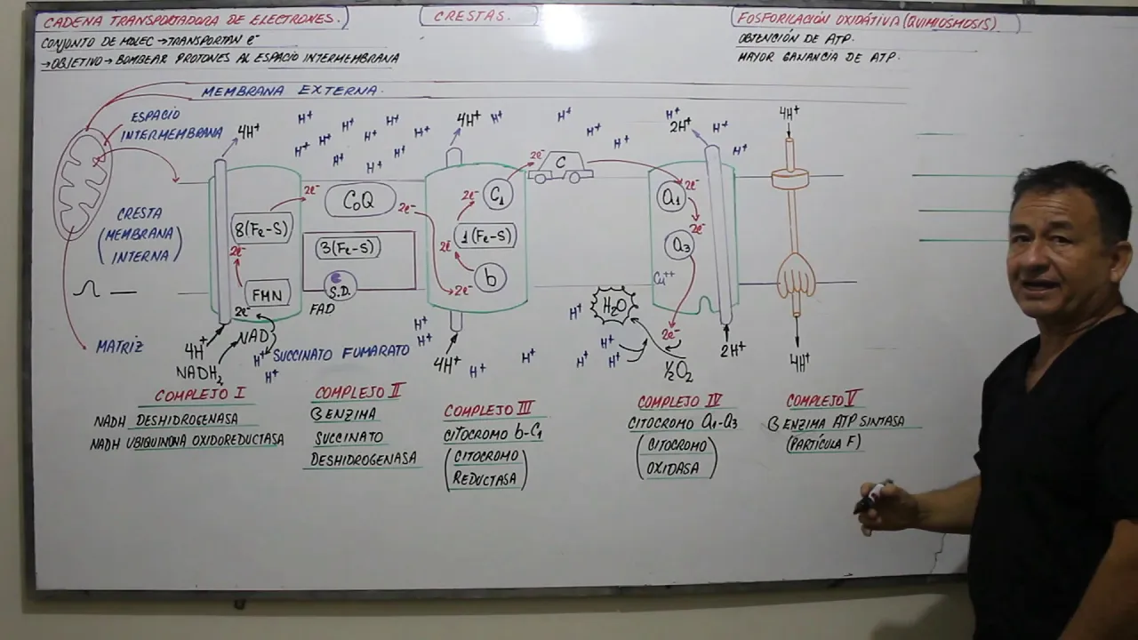 CADENA TRANSPORTADORA DE ELECTRONES - FOSFORILACIÓN OXIDÁTIVA - CORREGIDO Y AUMENTADO