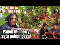 Download Lagu PANEN MULBERRY JUMBO SATU POHON BESAR, BIKIN KALAP BUAHNYA MELIMPAH RUAH