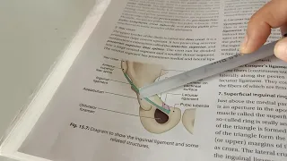 Inguinal ligament