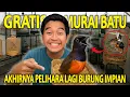 Download Lagu GRATIS MURAI BATU! AKHIRNYA PELIHARA LAGI BURUNG IMPIAN YANG SEMPET KABUR KEMARIN! CAKEP BANGET!
