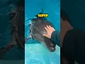 Download Lagu Dolphins are amazing animal of sea