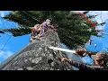 Download Lagu Zagen van hoge bomen, veel bladeren, dicht bij huis, dicht bij elektrische draden, technisch zage...