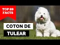 99 of Coton de Tulear Owners Don t Know This