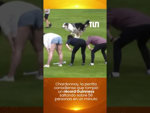Chardonnay, la perrita que rompió un récord Guinness saltando sobre 56 personas en un minuto