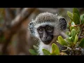 INSTANT CALM Zulu Vocal Harmonies That Will Soothe Your Soul | Relaxing African Music