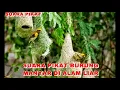 Download Lagu SUARA PIKAT BURUNG MANYAR DI ALAM LIAR