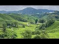 Download Lagu Simpang Pulai to Tanah Rata on Route 185, Malaysia