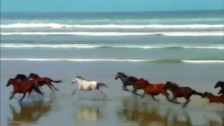 للمونتاج مجموعة خيول تركض على شط بحر سرعات متنوعه 