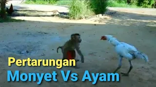 Download Pertarungan Monyet Vs Ayam MP3