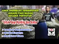 Download Lagu Termudah!!! Cara Fermentasi Jerami Padi Secara Tertutup Untuk Pakan Kambing dan Domba