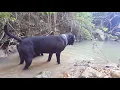 American Pitbull Terrier Documentary GalaxyS6