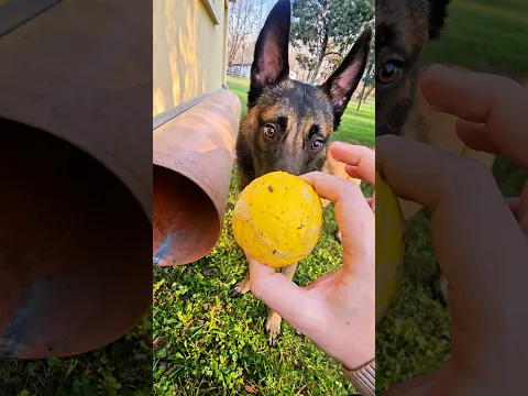 Teach Your Dog to Master the Agility Tunnel in Just Minutes! 🐶 #DogTraining #Shorts