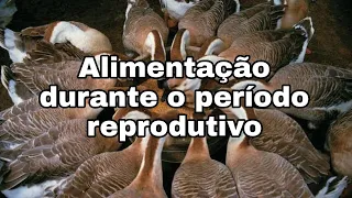 Qual a melhor alimentação durante o período reprodutivo dos gansos