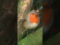 Download Lagu Super Cute Robin In A Tree 😁 #Shorts #Robin #Birds #Robins #Bird