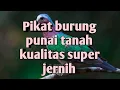 Download Lagu PIKAT BURUNG PUNAI TANAH/DELIMUKAN PALING JERNIH 👍👍