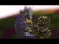 HUMBE - sanvalentín:( (Lyric Video)