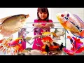 Lagu Mencampur Ikan Hias \u0026 Sungai Dalam Aquarium Cantik Ikan Louhan, Koi, Cupang, Komet, Lele, Gurame