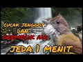 Download Lagu masteran cucak jenggot dan gremecik air jeda 1 menit