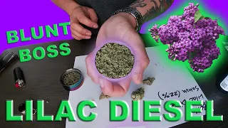Blunt Boss Flower Review Lilac Diesel