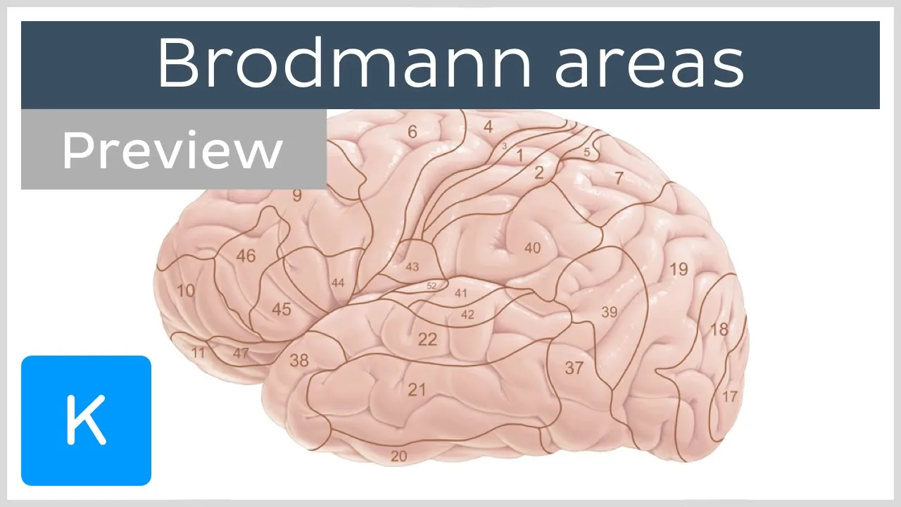 Brodmann areas of the cerebral cortex (preview) - Human neuroanatomy | Kenhub