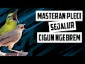 Download Lagu MASTERAN PLECI SEJALUR TEMBAKAN CIGUN NGEBREM - #masteranpleci