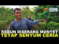 Lagu CERITA  PAK EKO, SANG PENJELAJAH ALAM LIAR KALIMANTAN, KINI FOKUS BERTANI BERSAMA ISTRI TERCINTA