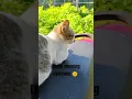 Download Lagu Lovely morning from my fur baby #cats  #catshorts  #furbaby