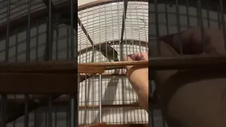 طائر العندليب الدكي 