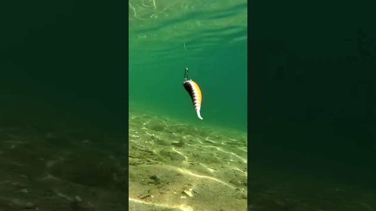 SPRO MASTER WORM 65MM 8PCS