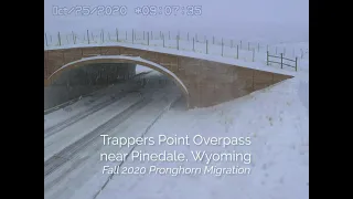 Fall 2020 Trappers Point Pronghorn Migration
