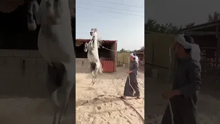 حصان عربي أصيل  حصان عربي أصيل