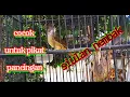 Download Lagu Siulan kapas tembak/burung jenggot,cocok untuk pikat and pancingan