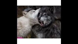 صوت الذئب   عواء الذئب   نباح الذئب                 دندنها