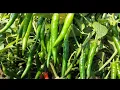 Download Lagu सेमिनिस 1452 मिर्च (SEMINIS 1452 CHILLI)👌👍