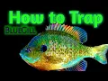 Best ways to Trap Bluegill