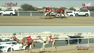 ش  ريماس ل  هجن الرئاسة  سلطان بن محمد الوهيبي  المحلي الثامن           م ثنايا بكار مفتوح          دندنها