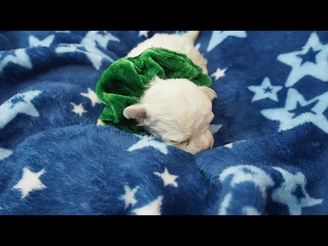 動画