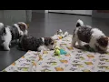 Havapoo Puppies For Sale